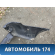 Бампер задний 5215960260 Toyota Land Cruiser (VDJ200) 2008> Ленд Крузер 200